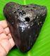 Megalodon Shark Tooth 4.63- Gorgeous Polished Real Fossil Not Replica