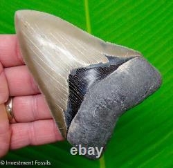 Megalodon Shark Tooth 4.63 MUSEUM GRADE Real Fossil No Restorations