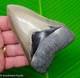 Megalodon Shark Tooth 4.63 Museum Grade Real Fossil No Restorations