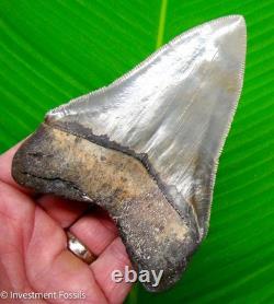 Megalodon Shark Tooth 4.63 MUSEUM GRADE Real Fossil No Restorations