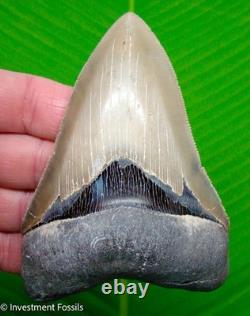 Megalodon Shark Tooth 4.63 MUSEUM GRADE Real Fossil No Restorations