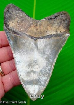 Megalodon Shark Tooth 4.63 MUSEUM GRADE Real Fossil No Restorations