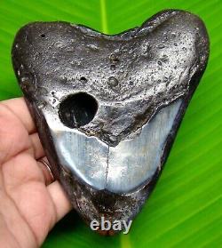 Megalodon Shark Tooth 4.63- Shark Teeth Fossil Polished- Not Replica