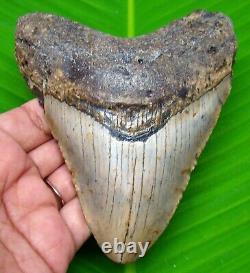 Megalodon Shark Tooth 4.63- Shark Teeth Real Fossil No Repair Megladone