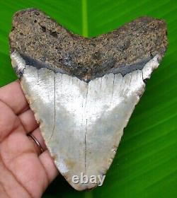 Megalodon Shark Tooth 4.63- Shark Teeth Real Fossil No Repair Megladone