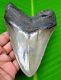 Megalodon Shark Tooth 4.64 Real Serrated Shark Teeth No Restoration