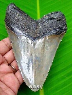 Megalodon Shark Tooth 4.64 Real Serrated Shark Teeth No Restoration