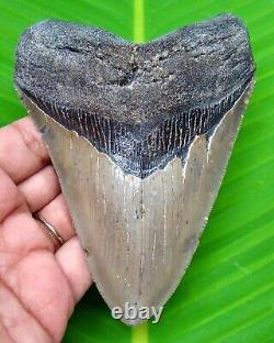 Megalodon Shark Tooth 4.64 Real Serrated Shark Teeth No Restoration