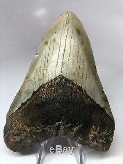 Megalodon Shark Tooth 4.65 Amazing Real Fossil Rare 4093
