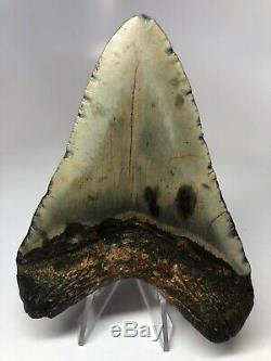 Megalodon Shark Tooth 4.65 Amazing Real Fossil Rare 4093