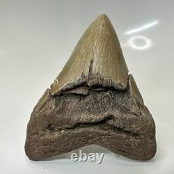 Megalodon Shark Tooth 4.65 Inch Amazing Serrated Fossil Authentic 20486