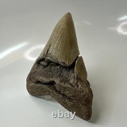 Megalodon Shark Tooth 4.65 Inch Amazing Serrated Fossil Authentic 20486