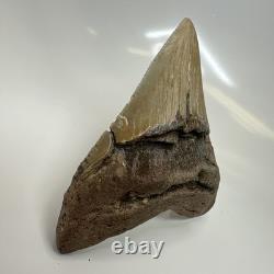 Megalodon Shark Tooth 4.65 Inch Amazing Serrated Fossil Authentic 20486