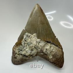 Megalodon Shark Tooth 4.65 Inch Amazing Serrated Fossil Authentic 20486