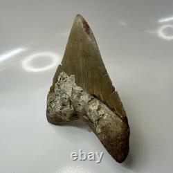 Megalodon Shark Tooth 4.65 Inch Amazing Serrated Fossil Authentic 20486