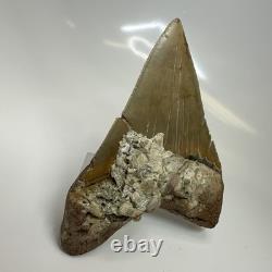 Megalodon Shark Tooth 4.65 Inch Amazing Serrated Fossil Authentic 20486