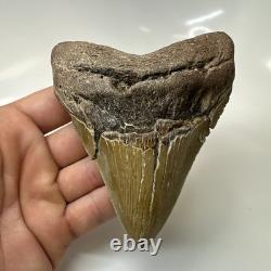 Megalodon Shark Tooth 4.65 Inch Amazing Serrated Fossil Authentic 20486