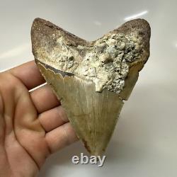 Megalodon Shark Tooth 4.65 Inch Amazing Serrated Fossil Authentic 20486