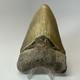 Megalodon Shark Tooth 4.65 Inch Colorful Authentic Fossil Natural 20331