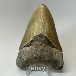Megalodon Shark Tooth 4.65 Inch Colorful Authentic Fossil Natural 20331