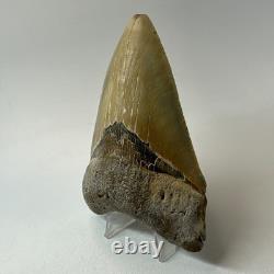 Megalodon Shark Tooth 4.65 Inch Colorful Authentic Fossil Natural 20331