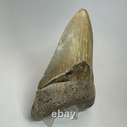 Megalodon Shark Tooth 4.65 Inch Colorful Authentic Fossil Natural 20331