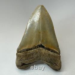 Megalodon Shark Tooth 4.65 Inch Colorful Authentic Fossil Natural 20331