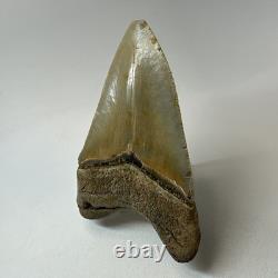 Megalodon Shark Tooth 4.65 Inch Colorful Authentic Fossil Natural 20331