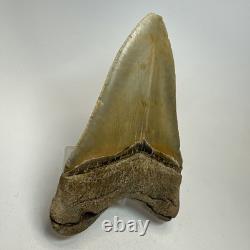 Megalodon Shark Tooth 4.65 Inch Colorful Authentic Fossil Natural 20331