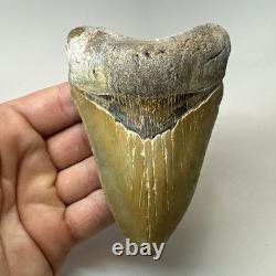 Megalodon Shark Tooth 4.65 Inch Colorful Authentic Fossil Natural 20331