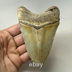 Megalodon Shark Tooth 4.65 Inch Colorful Authentic Fossil Natural 20331