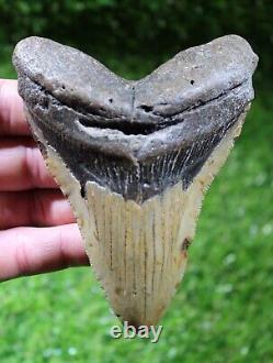 Megalodon Shark Tooth 4.67 Extinct Fossil Authentic NOT RESTORED (WT4-369)