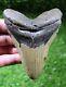 Megalodon Shark Tooth 4.67 Extinct Fossil Authentic Not Restored (wt4-369)