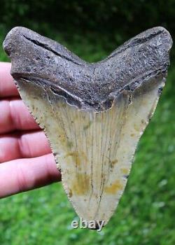 Megalodon Shark Tooth 4.67 Extinct Fossil Authentic NOT RESTORED (WT4-369)