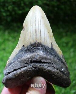 Megalodon Shark Tooth 4.67 Extinct Fossil Authentic NOT RESTORED (WT4-369)