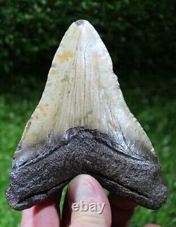 Megalodon Shark Tooth 4.67 Extinct Fossil Authentic NOT RESTORED (WT4-369)