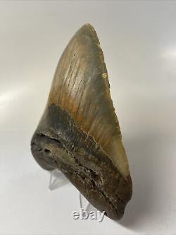 Megalodon Shark Tooth 4.69 Colorful Amazing Fossil Authentic 14653