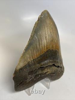 Megalodon Shark Tooth 4.69 Colorful Amazing Fossil Authentic 14653