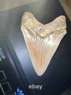 Megalodon Shark Tooth 4.6 in. COLORFUL INDONESIAN real asian fossil