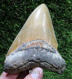 Megalodon Shark Tooth 4.70 Extinct Fossil Authentic NOT RESTORED (WT4-354)