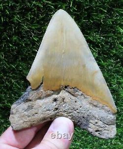 Megalodon Shark Tooth 4.70 Extinct Fossil Authentic NOT RESTORED (WT4-354)