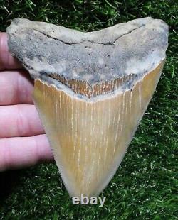 Megalodon Shark Tooth 4.70 Extinct Fossil Authentic NOT RESTORED (WT4-354)