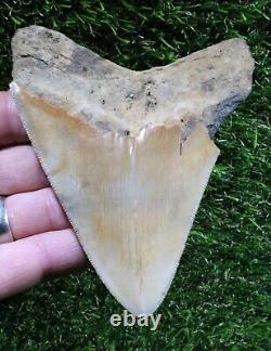 Megalodon Shark Tooth 4.70 Extinct Fossil Authentic NOT RESTORED (WT4-354)