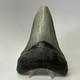 Megalodon Shark Tooth 4.70 Inch Lower Jaw Serrated Fossil Authentic 20010