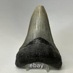 Megalodon Shark Tooth 4.70 Inch Lower Jaw Serrated Fossil Authentic 20010