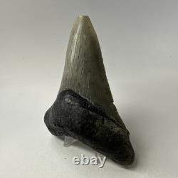 Megalodon Shark Tooth 4.70 Inch Lower Jaw Serrated Fossil Authentic 20010