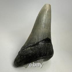 Megalodon Shark Tooth 4.70 Inch Lower Jaw Serrated Fossil Authentic 20010