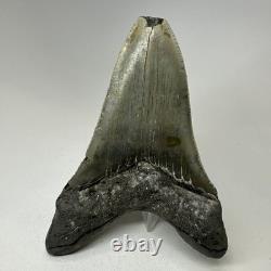 Megalodon Shark Tooth 4.70 Inch Lower Jaw Serrated Fossil Authentic 20010