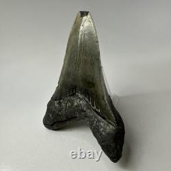 Megalodon Shark Tooth 4.70 Inch Lower Jaw Serrated Fossil Authentic 20010