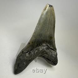 Megalodon Shark Tooth 4.70 Inch Lower Jaw Serrated Fossil Authentic 20010